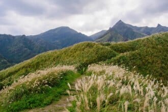 Le miscanthus, ressource naturelle alternative pour bétons