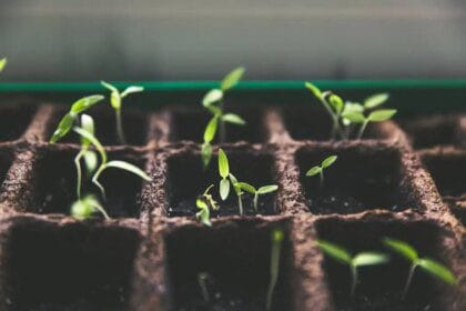 Stratégies de création de jardins communautaires en milieu urbain pour la résilience climatique