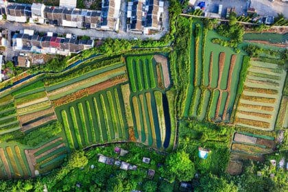 Réintroduire la nature en ville : une stratégie essentielle pour la construction durable