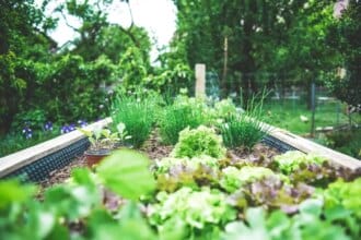 Guide pratique pour créer des jardins communautaires en milieu urbain pour renforcer la résilience climatique