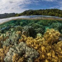 Initiatives de conservation de la biodiversité urbaine face au changement climatique