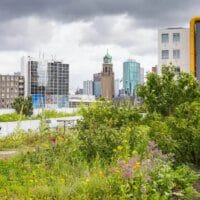 Comment les toits verts peuvent-ils atténuer l'effet d'îlot de chaleur urbain ?