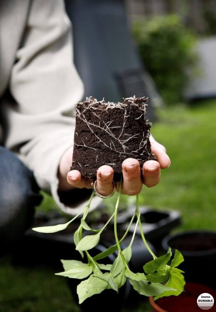 Prévenir les dommages structurels grâce aux racines des plantes