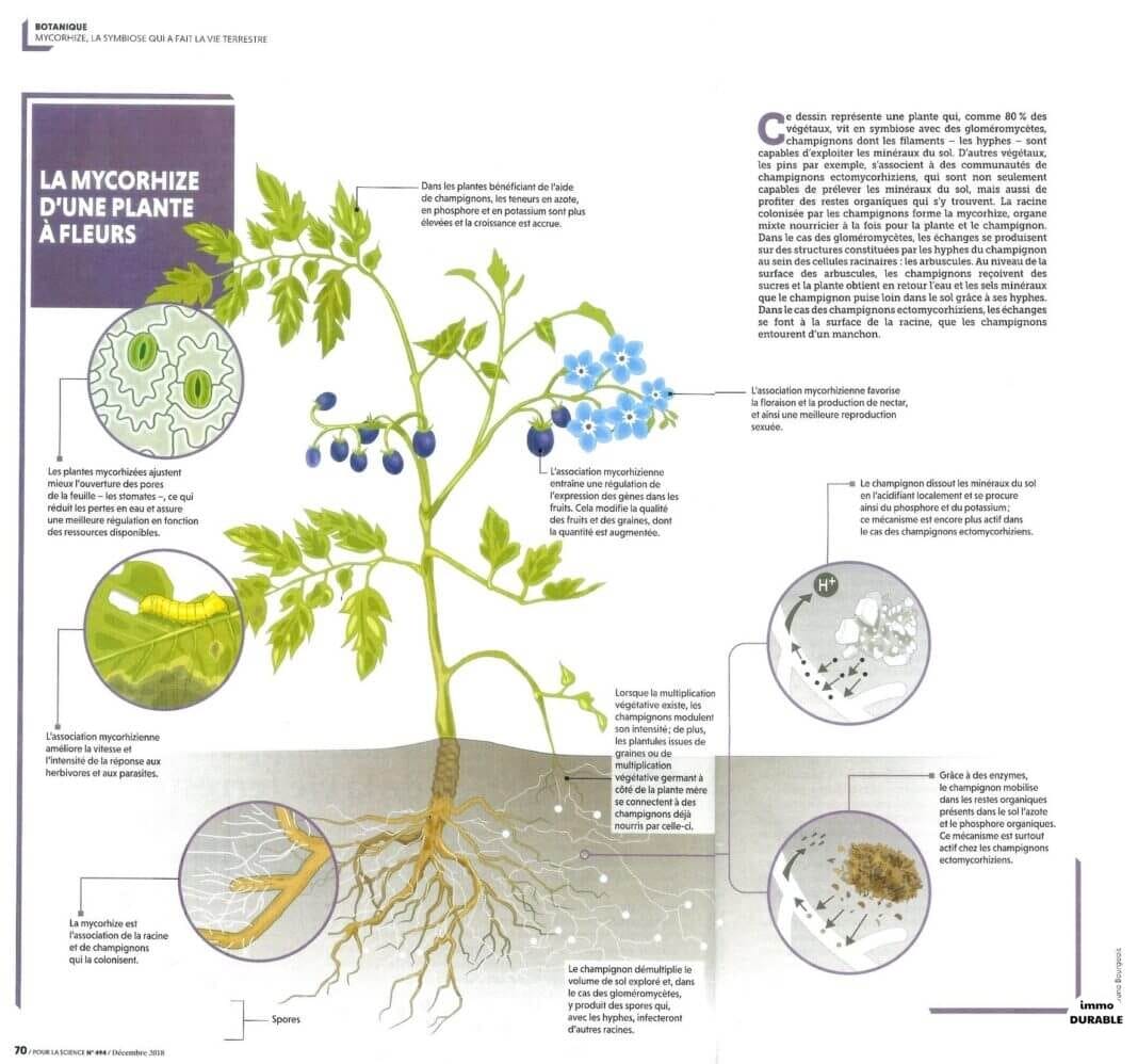 Prévenir les dommages structurels grâce aux racines des plantes